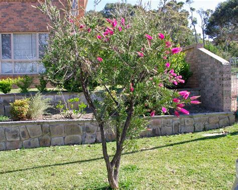 Callistemon Mauve Mist Gardensonline