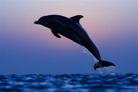 Premium Photo | Backlit dolphin silhouette making a jump at dusk