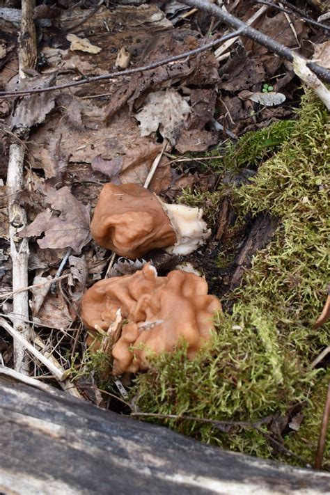 Great Lakes Fungi On Twitter Wait Holdup It S FungiFriday Let S