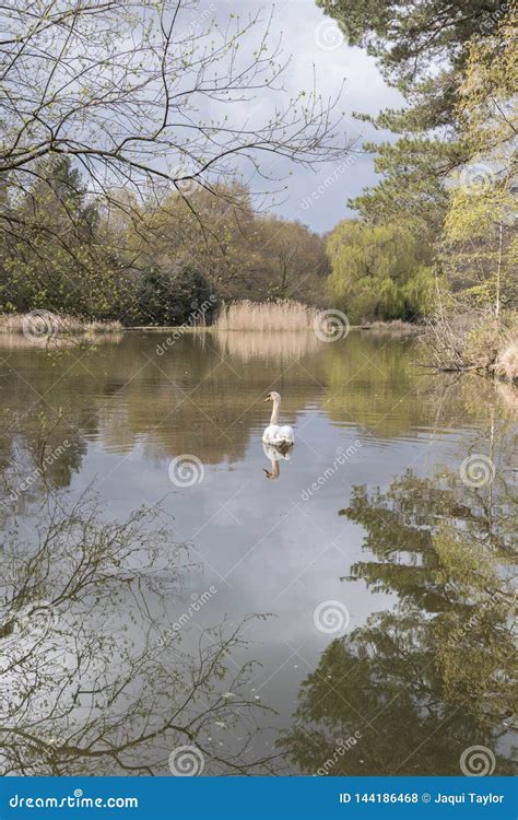 The Ornamental Lake On Southampton Common Stock Photo Image Of