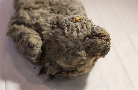 In Siberia A Perfectly Preserved Frozen Cave Lion Cub Fossils