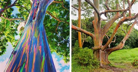 Learn How the Rainbow Eucalyptus Gets Its Colorful Appearance