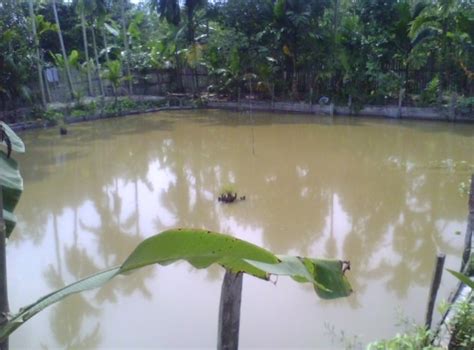 Panduan Lengkap Cara Budidaya Ikan Bawal Bagi Pemula Agar Sukses