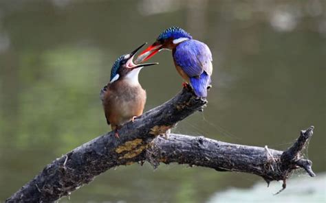 Malachite Kingfisher - 10 Facts About a Colorful African Bird