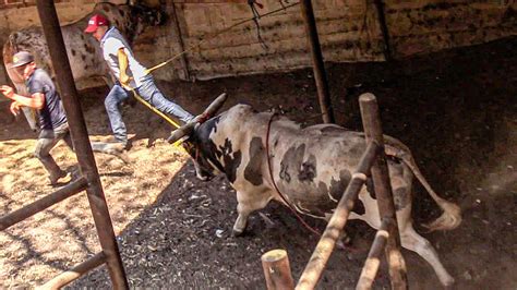 Agarro Desprevenidos A Los Caporales El Toro Rancho El Palmar En La