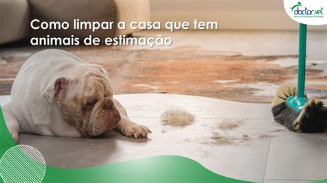 Como Limpar A Casa Que Tem Animais De Estimação Doctor Vet