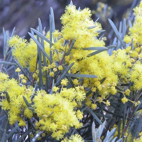 Australian Willow Acacia Salicina Mygardenlife