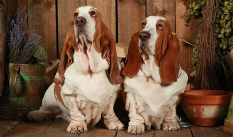 Basset Hound Breed Information Vetstreet Vetstreet