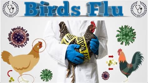 Birds Flu Youtube