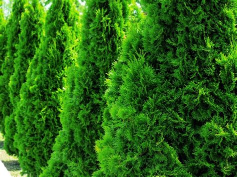 arborvitae growing guide      gardening
