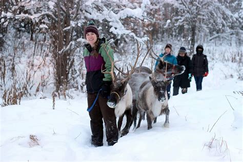 Running Reindeer Ranch | Mingle With Reindeer in… | ALASKA.ORG