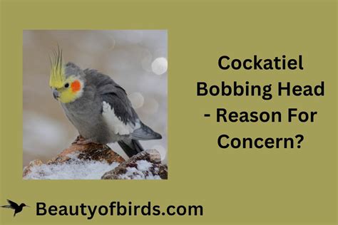 Cockatiel Bobbing Head - Reason For Concern?