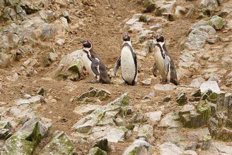 Best Sphenisciformes Stock Photos, Pictures & Royalty-Free Images - iStock