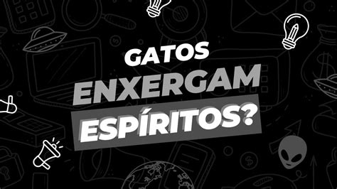 Os Gatos Enxergam Esp Ritos Youtube