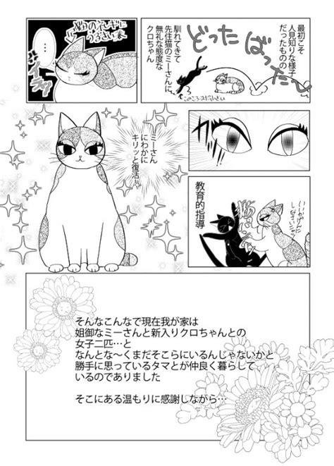 猫の日 ということなので。ほぼ定期で流している「タマのこと」とその後の「ミーさんとクロちゃんのこと」をツイートします。」ふくだもとこ