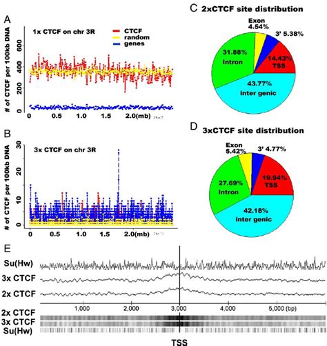 Genome Wide Distribution Of Ctcf Binding Sites A Distribution Of