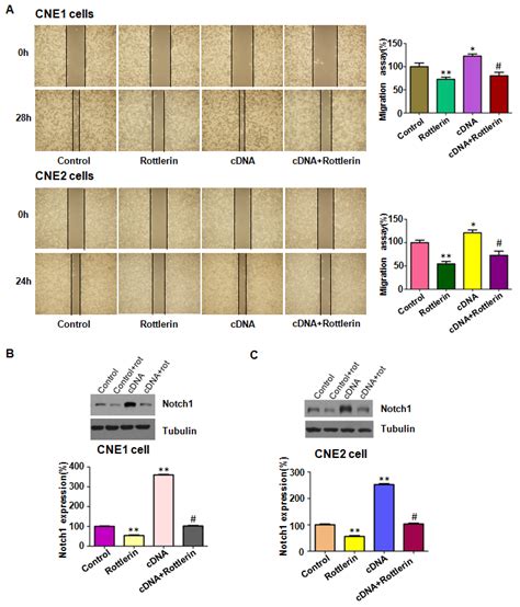 The Effect Of Notch 1 Overexpression On Cell Growth Apoptosis And Download Scientific Diagram