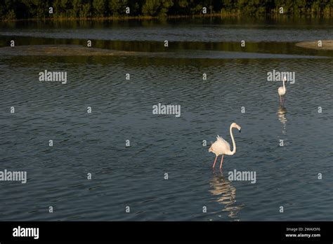 Flock Of Greater Flamingos Phoenicopterus Roseus At Ras Al Khor