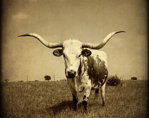 Western Photography Texas Longhorn Southwest Decor Rustic Art Print Sepia Etsy