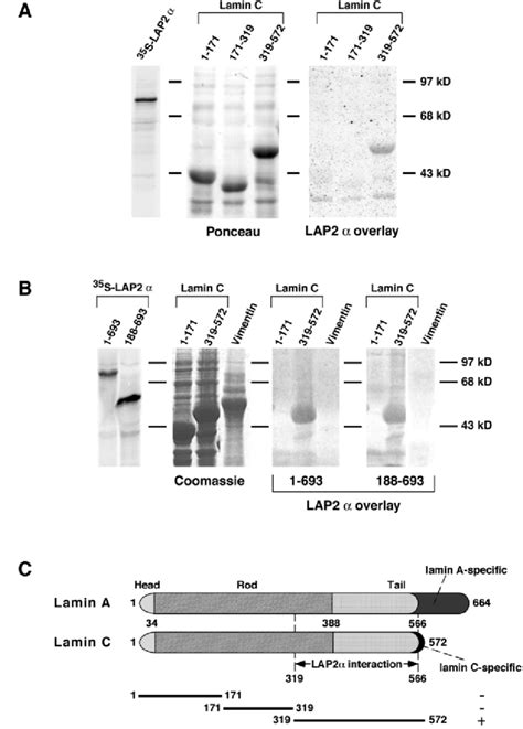 Lap2α Binds To The C Terminus Of Lamin Ac In Vitro Translated 35