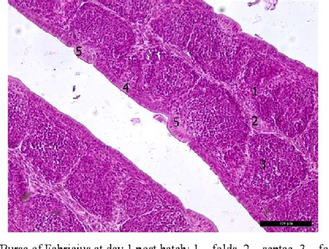 Figure 1 from Age-related histology of the bursa of Fabricius in bronze turkeys (Meleagris ...