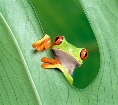 🔥 72 Cute Frog Wallpapers Wallpapersafari