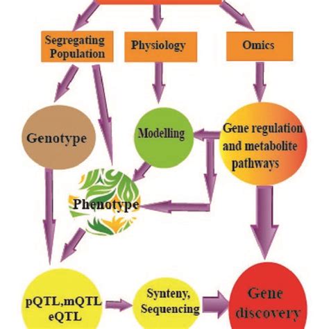 Distribution of the WRKY gene family on the Oryza sativa ssp. japonica ...