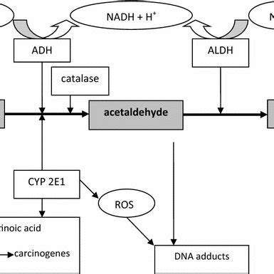 (PDF) Alcohol dehydrogenase and aldehyde dehydrogenase in malignant ...