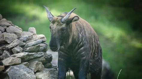 Explore Bhutan's Wildlife & Nature Wonders