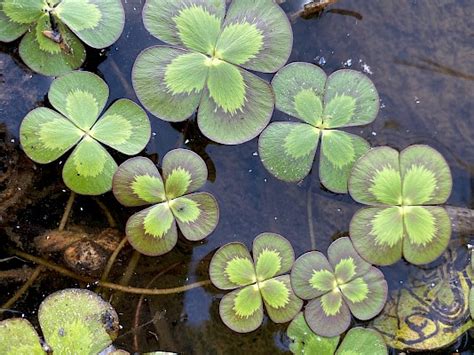 Marsilea quadrifolia | Illinois Botanizer