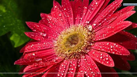 Red Sunflower Desktop Wallpapers - Top Free Red Sunflower Desktop ...