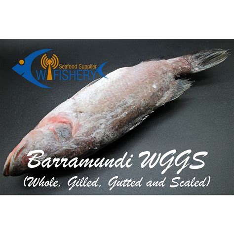 Jual Ikan Kakap Putih Utuh Bersih Barramundi Wggs Shopee Indonesia