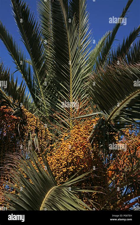 Date Palm Phoenix Dactylifera Gruissan Aude Occitanie France