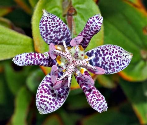 Las 15 Flores Más Exóticas Del Mundo Bioguia