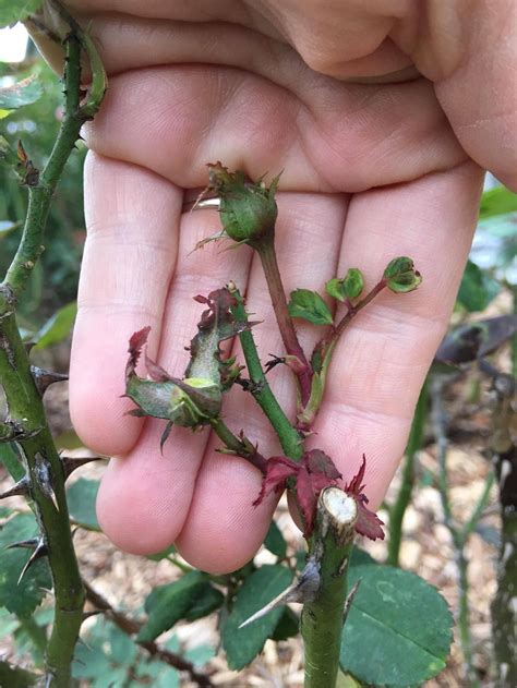 Early Rose Rosette Disease Gardening And Landscaping Stack Exchange