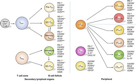 Helper T Cell