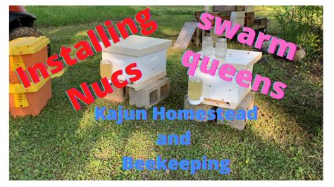 Installing 2 Nucs Into 8 Frame Hives Beekeeping New Beekeeper Swarmqueens Feedingbees