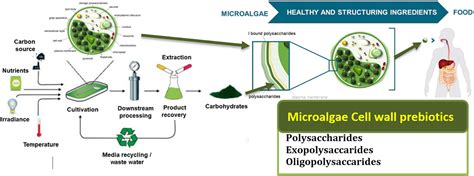 Frontiers Microalgae Bioactive Carbohydrates As A Novel Sustainable