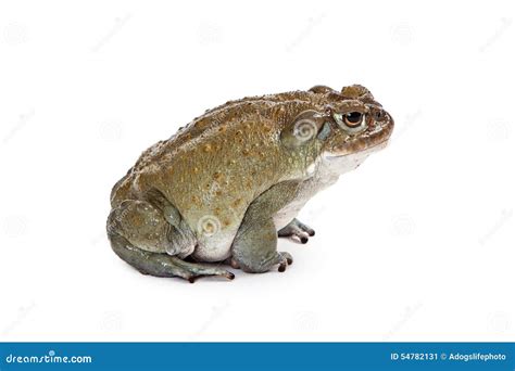 Profile of a Sonoran Desert Toad Stock Image - Image of psychoactive ...