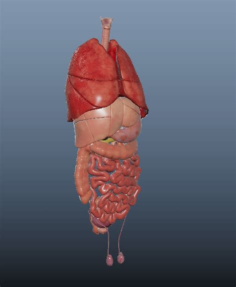 Human Body Organs 3d Model Cgtrader