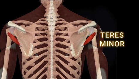 Teres Minor Muscle Functional Anatomy Guide • Bodybuilding Wizard