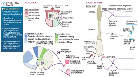 Neuroanatomy Spinal Cord Peripheral Nervous System Draw It To Know It