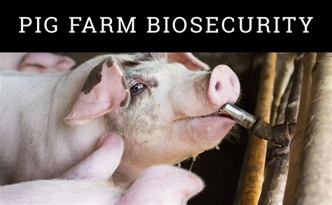 Pig Farm Biosecurity Pig Farming Pig Sheep Pig