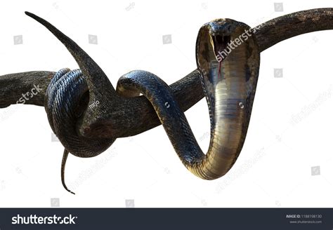 3d Illustration King Cobra Worlds Longest 스톡 일러스트 1188198130 Shutterstock