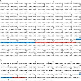 Nucleotide And Deduced Amino Acid Sequences Of EHRG Gene A