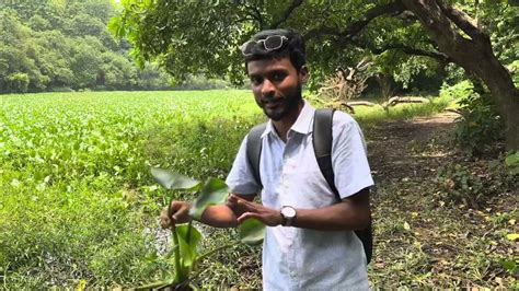 Water Hyacinth কচুরিপানা ॥ Terror Of Bengal Youtube