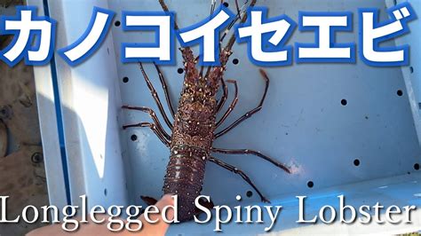 カノコイセエビイセエビに似てるlonglegged spiny lobster Japanese fish pictorial