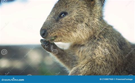 Close Up Portrait Wild Quokka Rottnest Island Western Australia