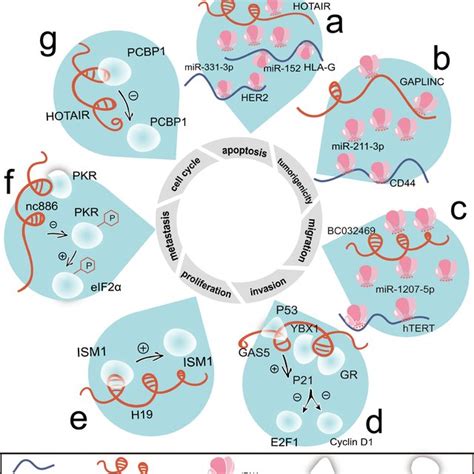 Associated With Mrnas And Mirnas Lncrnas Regulate Cell Proliferation