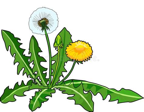 Blomma En Maskros Stock Illustrationer Illustration Av Illustration